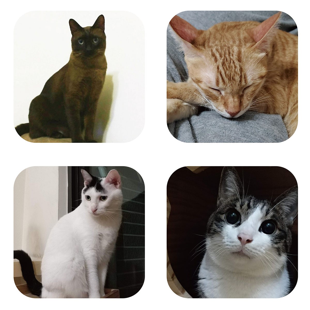 貓砂除臭貓碳珠 活性碳 吸附異味 消臭