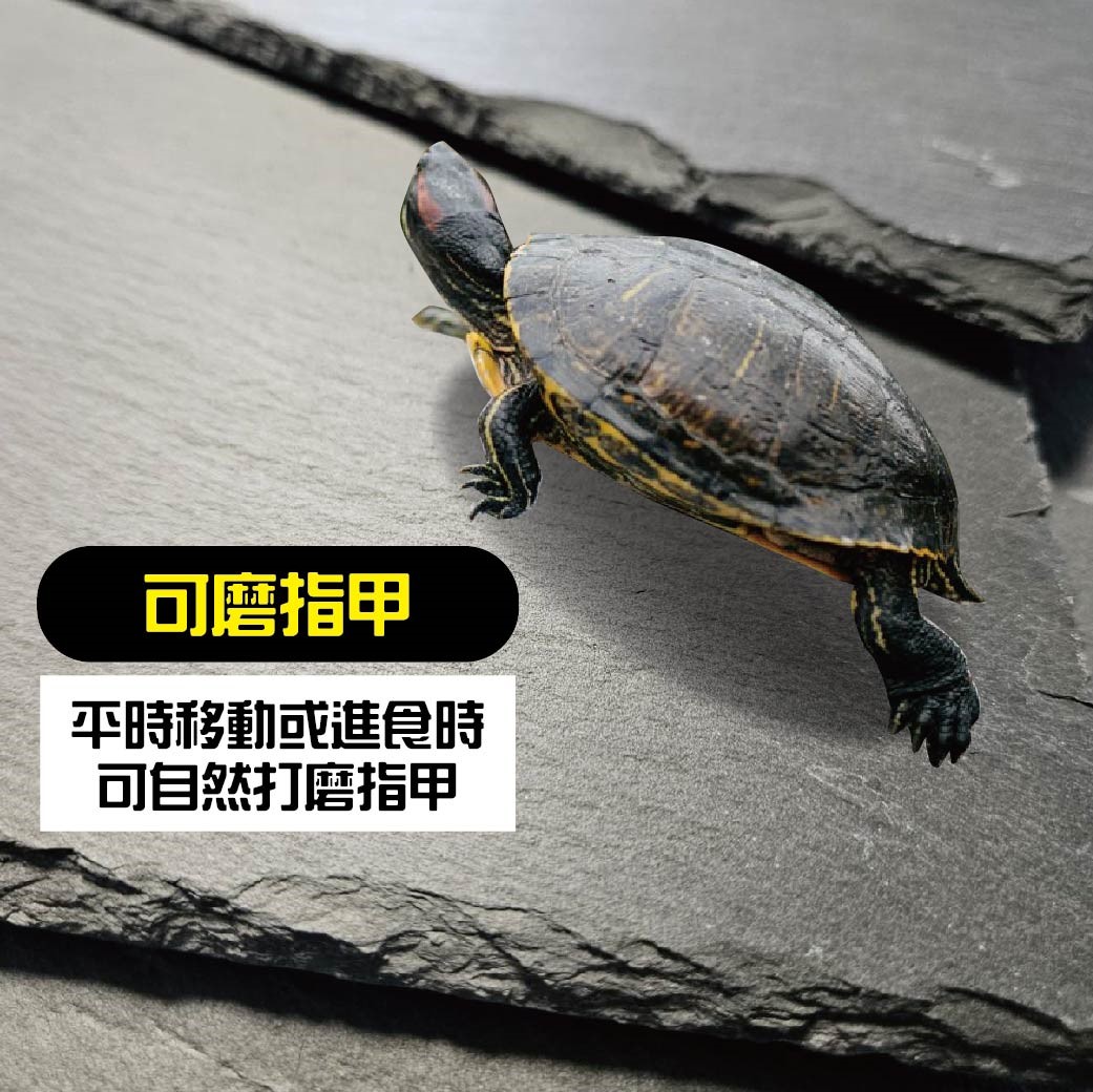 天然頁岩 頁片  烏龜 澤龜 爬蟲 水族造景 微景觀 園藝 水族造景石材 水草造景  擺盤 岩石托盤 岩石擺盤